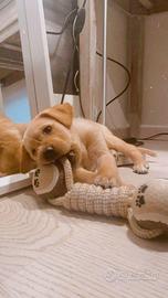 Cucciolo Labrador