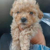 Cuccioli di barboncino toy vari colori piccoli