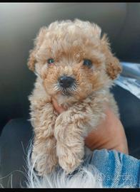 Cuccioli di barboncino toy vari colori x natale