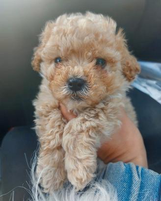 Cuccioli di barboncino toy vari colori piccoli
