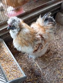 Gallo Moroseta
