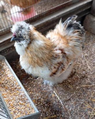 Gallo Moroseta