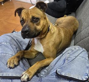 Cagnolina dolcissima