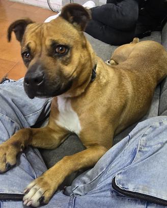 Cagnolina dolcissima
