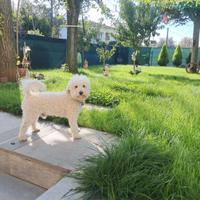 Barboncina per cucciolata