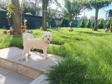 Barboncina per cucciolata