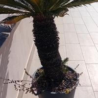 cycas tronco 1metro