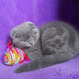 Cucciolo Scottish fold