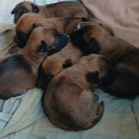 Cane di razza pastore belga malinois
