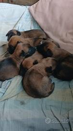 Cane di razza pastore belga malinois