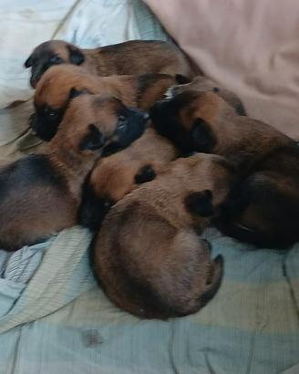 Cane di razza pastore belga malinois