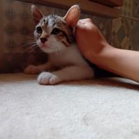 Cuccioli di gatto