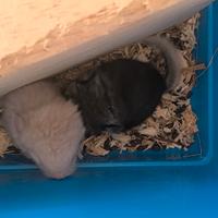 Cuccioli di cincillà