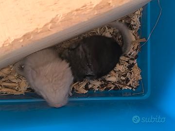 Cuccioli di cincillà