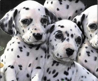 Cuccioli dalmata