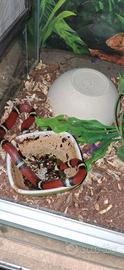 Lampropeltis nelsoni