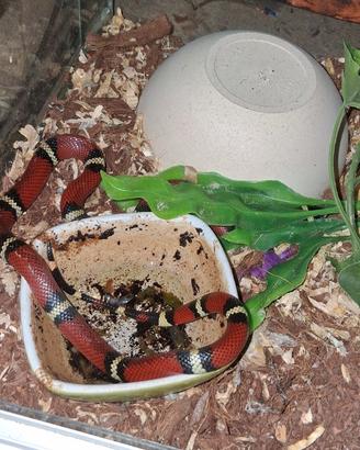 Lampropeltis nelsoni