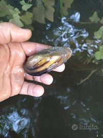 Cozze d'acqua dolce