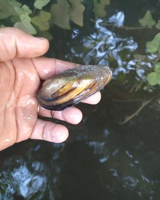 Cozze d'acqua dolce
