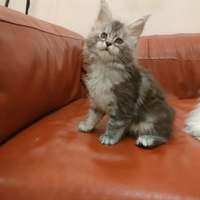 Maine Coon cuccioli