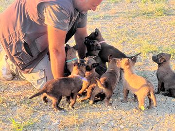 Cuccioli di Pastore Belga Malinois Fulvo Carbonato
