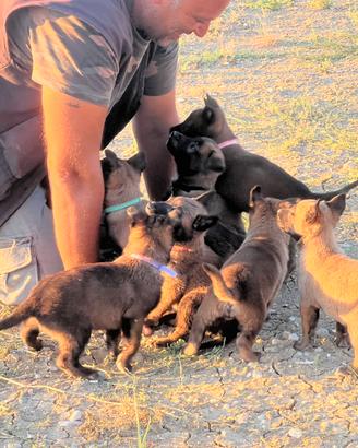 Cuccioli di Pastore Belga Malinois Fulvo Carbonato