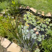 Kit per laghetti e mini pond