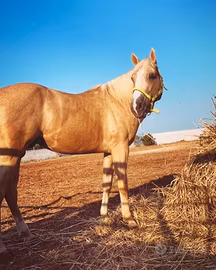 Quarter palomino documenti americani da ritirar