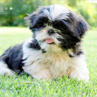 Shihtzu