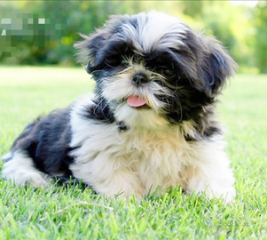 Shihtzu