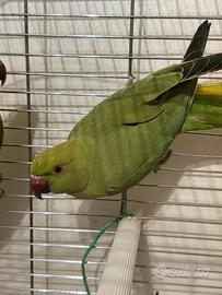 Parrocchetto femmina adulto