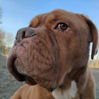 Hego dogue de bordeaux