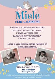 Miele micio dall'infinita dolcezza