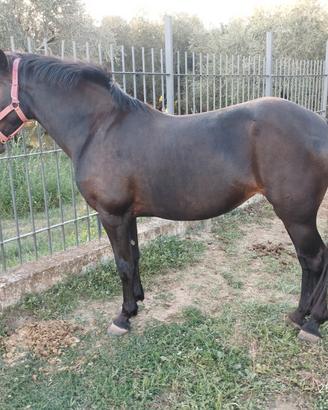 Cavallo
