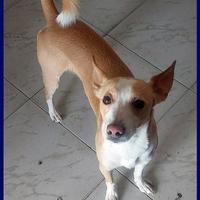 SIMBA delizioso piccoletto 2 anni e mezzo 7 kg