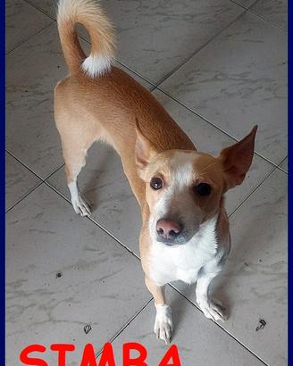 SIMBA delizioso piccoletto 2 anni e mezzo 7 kg