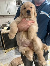 Cucciole golden retriver disponibili