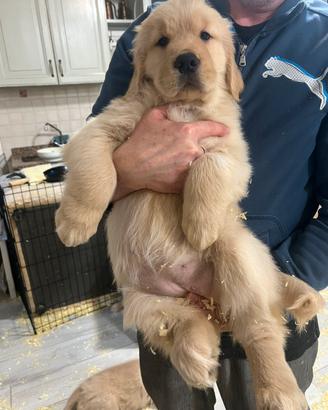 Cucciole golden retriver disponibili