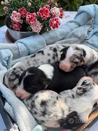 Cuccioli border collie