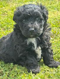 Cucciolo di Yorkipoo