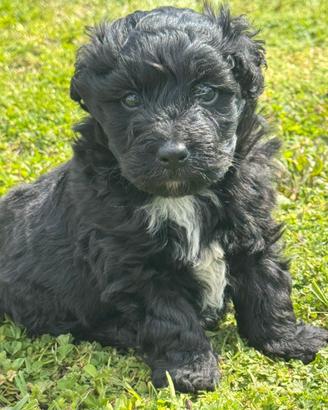 Cucciolo di Yorkipoo