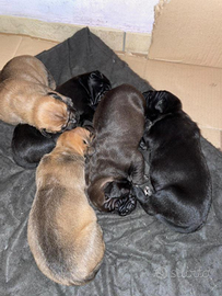 Cuccioli di Dogo/Corso