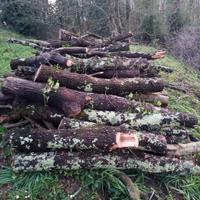 legna da ardere quercia 