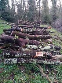 legna da ardere quercia 