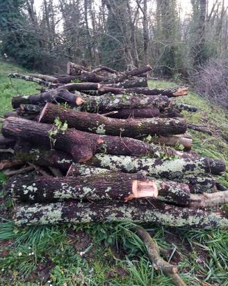 legna da ardere quercia 