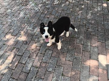 cucciola di border collie 