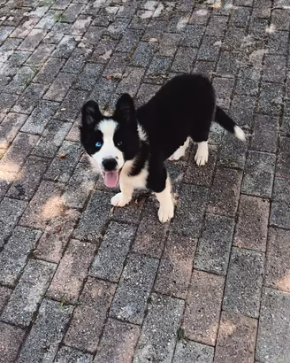 cucciola di border collie 
