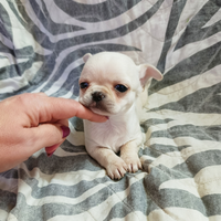 Mini chihuahua mini