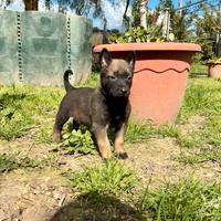 Pastore belga Malinois