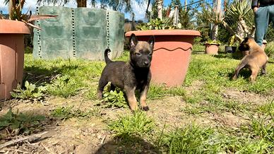 Pastore belga Malinois